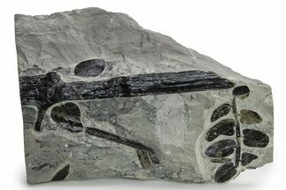 Carboniferous Fossil Fern (Neuropteris) - France #338585