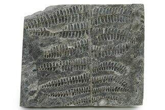 Carboniferous Fossil Fern (Callipteridium) Frond Plate - France #338606