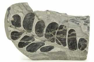 Carboniferous Fossil Fern (Neuropteris) - France #338437