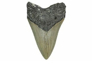 Serrated, Fossil Megalodon Tooth - North Carolina #338512