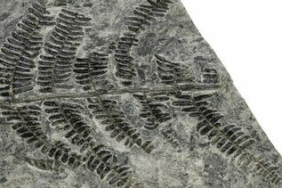 Plant Fossils For Sale