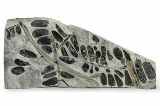 Carboniferous Fossil Fern (Neuropteris) Plate - France #338622