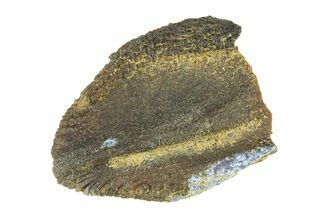 Unworn Fossil Dinosaur (Triceratops) Tooth Crown - Montana #338649