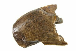 Fossil Tyrannosaur (Nanotyrannus) Tooth w/ Feeding Wear - Montana #338757