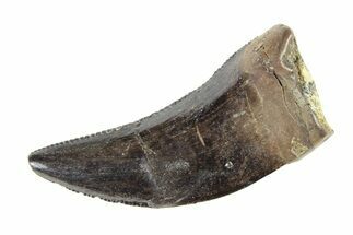 Serrated, Tyrannosaur (Nanotyrannus) Tooth - Montana #338773