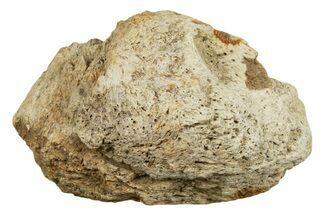 Dinosaur (Triceratops) Frill Shield Section - Montana #338856