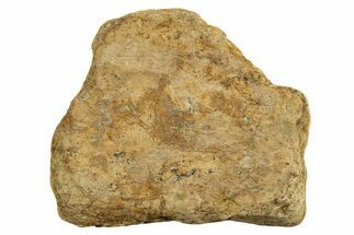 Dinosaur (Triceratops) Frill Shield Section - Montana #338859