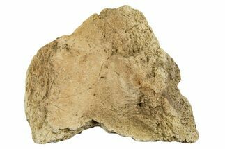 Dinosaur (Triceratops) Frill Shield Section - Montana #338865