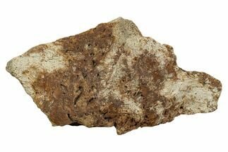 Dinosaur (Triceratops) Frill Shield Section - Montana #338913