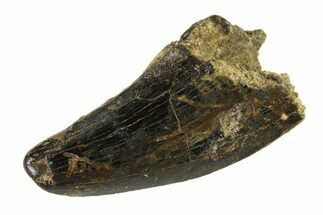 Fossil Tyrannosaur (Nanotyrannus) Tooth - Montana #338820