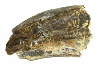 Partial Fossil Tyrannosaur (Nanotyrannus) Tooth - Montana #338836