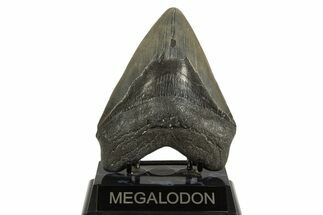 Fossil Megalodon Tooth - Georgia #338616