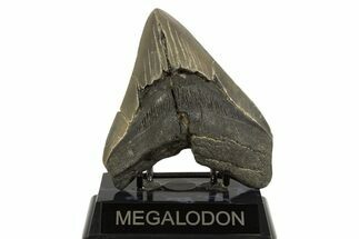 Fossil Megalodon Tooth - Georgia #338624