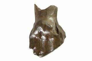 Fossil Nodosaurid (Denversaurus) Tooth - Montana #338903