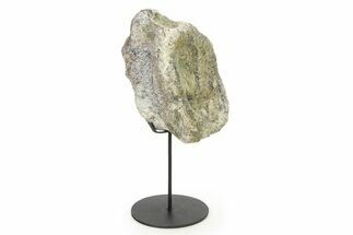 Fossil Sauropod Partial Vertebra w/ Metal Stand - Colorado #339121