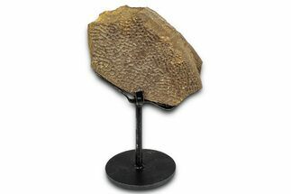 Fossil Turtle Shell Section w/ Metal Stand - South Dakota #339085