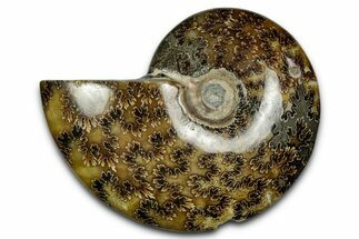 Polished Ammonite (Cleoniceras) Fossil - Madagascar #339162