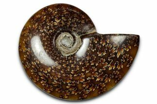 Polished Ammonite (Cleoniceras) Fossil - Madagascar #339175