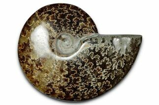 Polished Ammonite (Cleoniceras) Fossil - Madagascar #339180