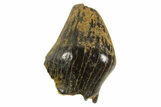Cretaceous Fossil Dinosaur (Thescelosaurus) Tooth - Montana #338974
