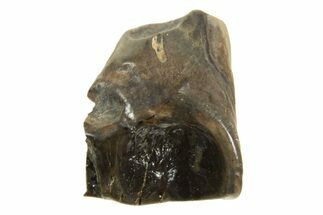 Fossil Dinosaur (Leptoceratops) Shed Tooth - Montana #338978