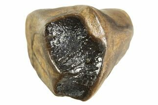 Fossil Dinosaur (Leptoceratops) Shed Tooth - Montana #338982
