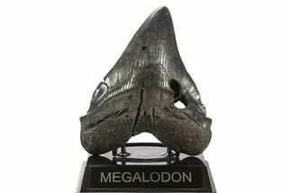 Fossil Megalodon Tooth - South Carolina #339288