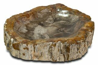 Polished Petrified Wood Bowl ( / lbs) - Madagascar #339300