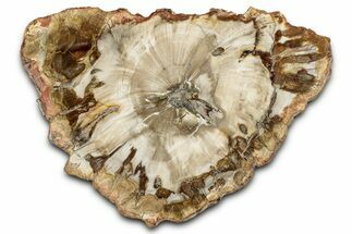 Beautiful Petrified Wood (Araucaria) Slab - Madagascar #339349