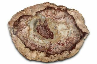 Colorful Petrified Wood (Araucaria) Round - Madagascar #339361