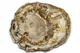 Beautiful Petrified Wood (Araucaria) Round - Madagascar #339385