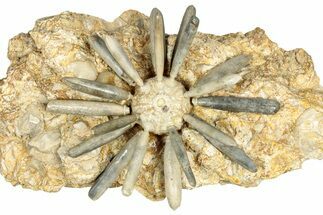 Jurassic Club Urchin (Asterocidaris) - Boulemane, Morocco #339389