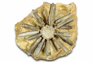 Jurassic Club Urchin (Asterocidaris) - Boulemane, Morocco #339390