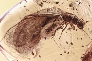Fossil Winged Termite, Two Caddisflies & Barklouse In Baltic Amber #339451
