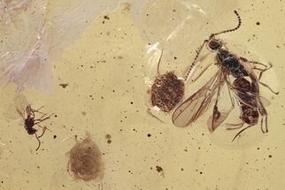 Fossil Parasitoid Wasps (Braconidae & Scelionidae) in Baltic Amber #339456