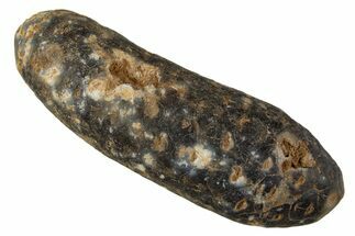 Fossil Cycadophyte Seed Cone - Boujdour, Morocco #339315