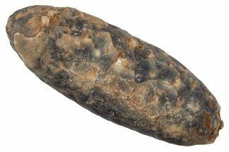 Fossil Cycadophyte Seed Cone - Boujdour, Morocco #339319