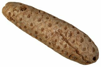 Fossil Cycadophyte Seed Cone - Boujdour, Morocco #339331