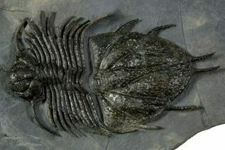 Trilobites For Sale