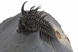 Spiny Comura Trilobite - Ofaten, Morocco #339595