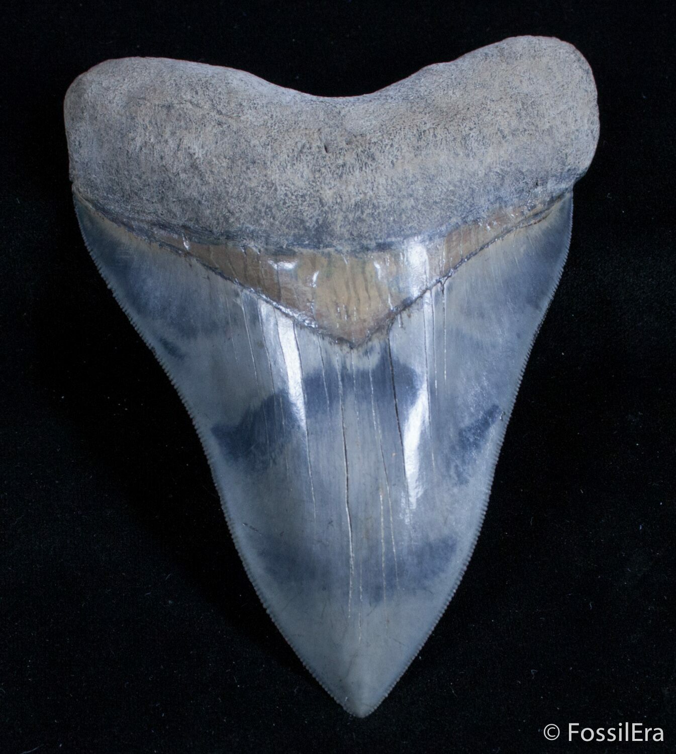 Stunning 5.21 Inch Mays River Megalodon Tooth For Sale (#2920