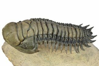 Flying Crotalocephalina Trilobite - Exposed Hyposteme #339438