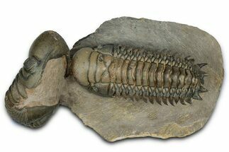 Flying Crotalocephalina Trilobite with Reedops #339524