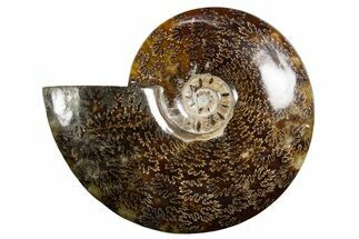 Polished Ammonite (Cleoniceras) Fossil - Madagascar #339199
