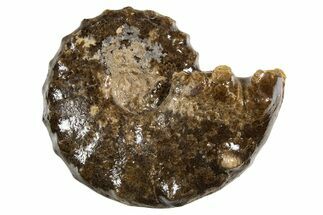 Ammonite (Mammites) Fossil - Goulmima, Morocco #339362