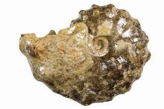 Ammonite (Mammites) Fossil - Goulmima, Morocco #339363