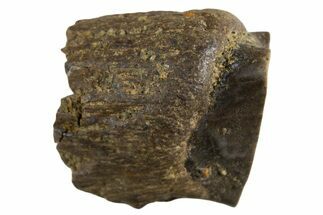 Fossil Dinosaur (Triceratops) Shed Tooth - Montana #339713