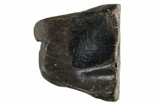 Fossil Dinosaur (Triceratops) Shed Tooth - Montana #339714