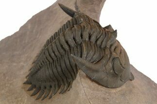 Detailed Metacanthina Trilobite - Lghaft, Morocco #339599