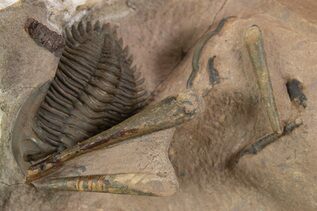 Premium Specimens For Sale